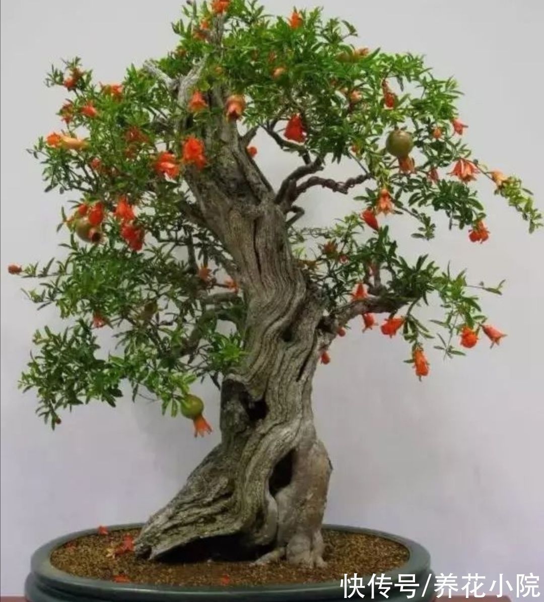 金弹子|家里养3种“观果盆景”,枝头挂累累硕果,真是漂亮又喜庆