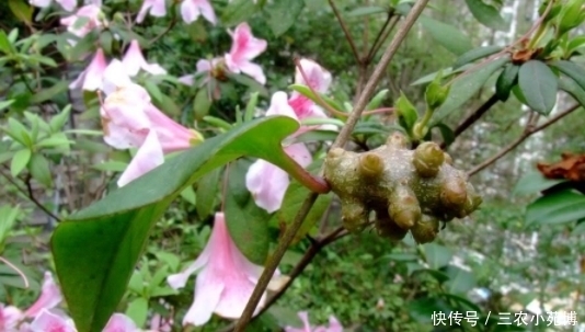 三高克星|一种称为“三高克星”的植物,农村地区很是常见,一斤要卖20元