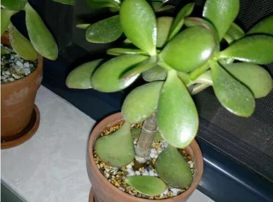 雨水|10种不能淋雨的花，淋完雨就死，盆栽养花注意事项