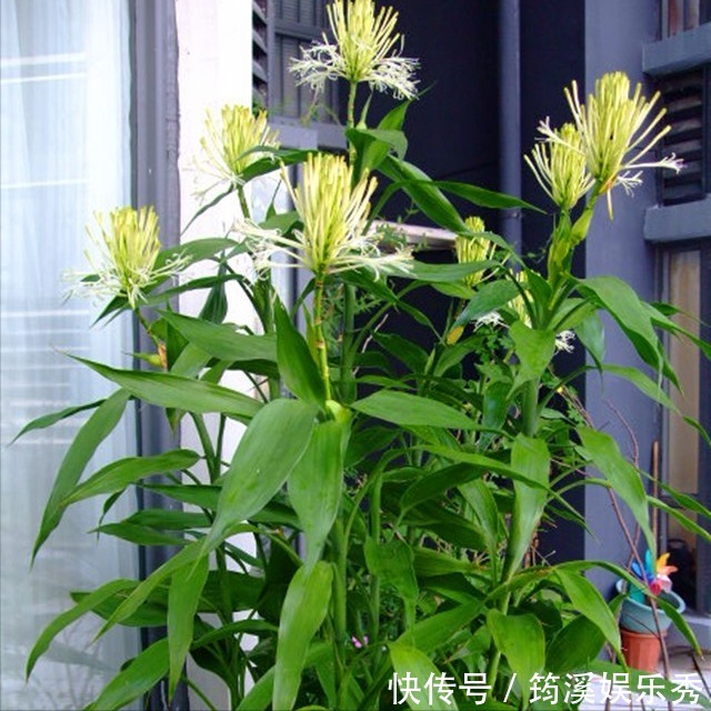 5种“大叶花”轻易不开花，开花就带“好兆头”，养一盆你就赚