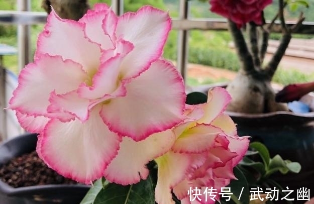 懒人养花,首选沙漠玫瑰盆栽,耐旱好养,开花美!