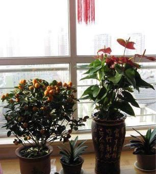 养花不如种水果,阳台栽两盆“健康果”,年底果子爆满盆