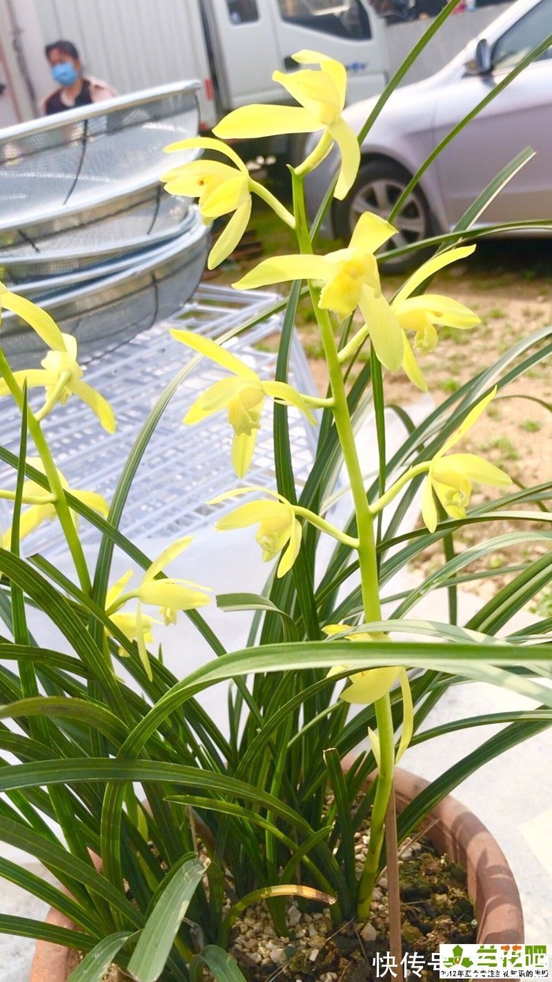 浇水|兰花浇水，有理论有操作，3步走浇水法