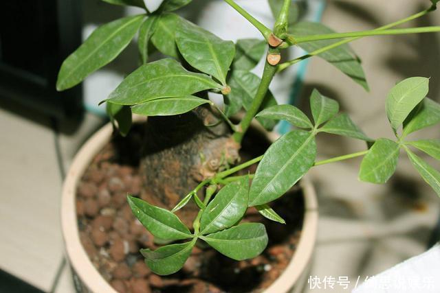 养花|养花换盆换一盆死一棵教你一招,换盆依然长势旺盛猛开花!