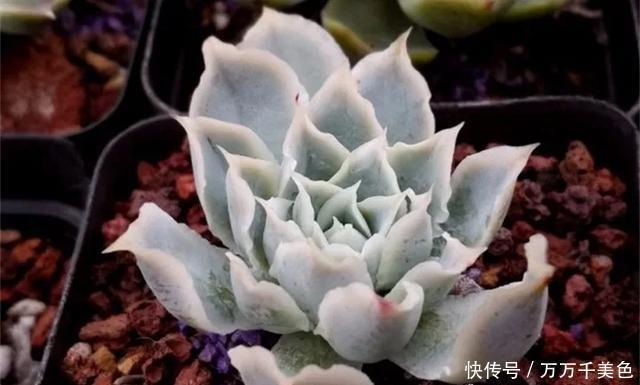 妖妖|多肉饿着养,个个土肥圆,越矮越小越值钱