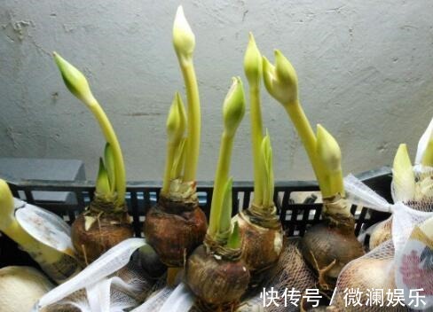 朱顶红开花之后,一个“小动作”,又开一茬花,花大色艳特别美!