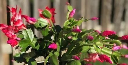 给蟹爪兰浇水,没抓住“关键点”,蟹爪兰养不好,浇了也“白浇”