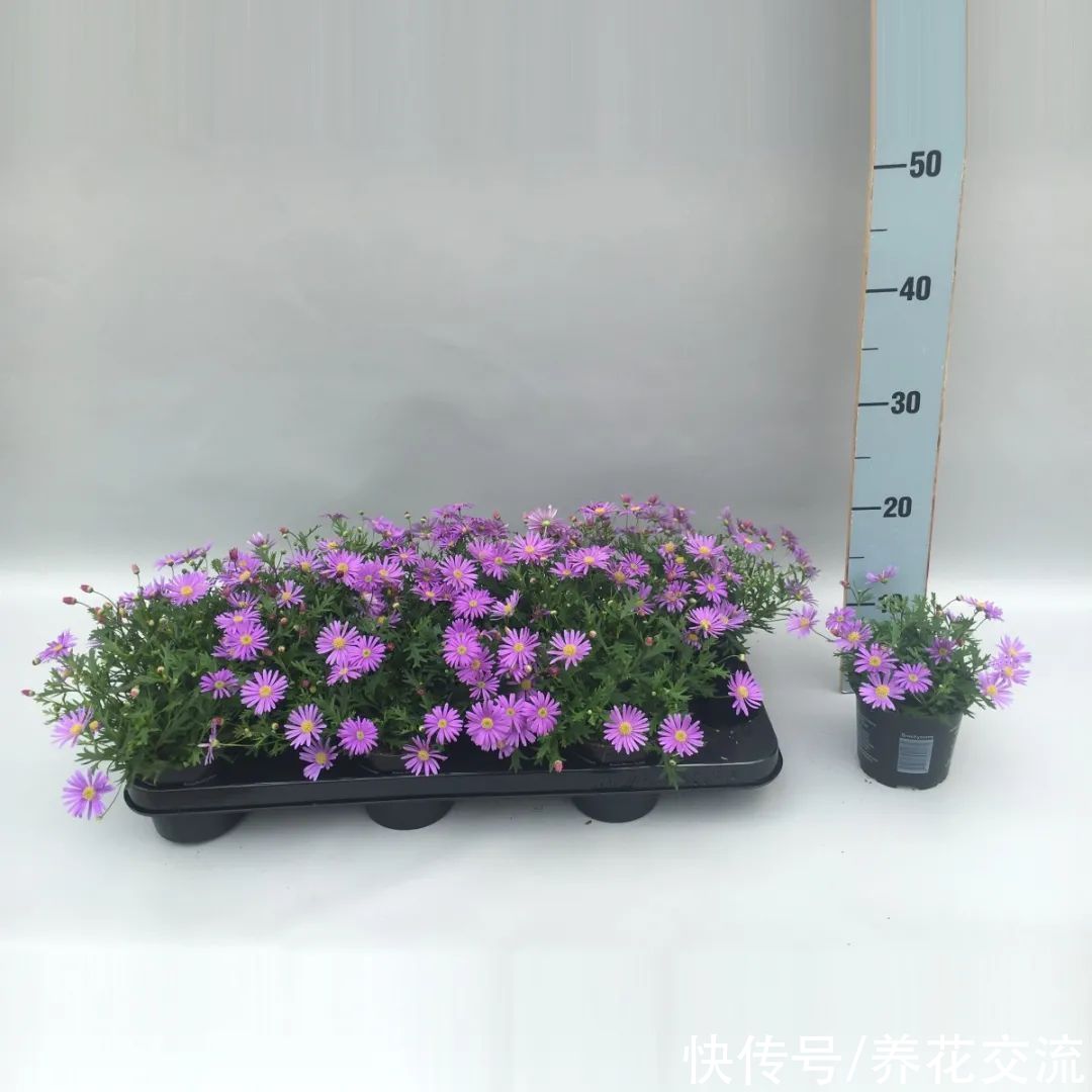 春季植物换盆指南，是带土换盆，还是适当去掉旧土呢？