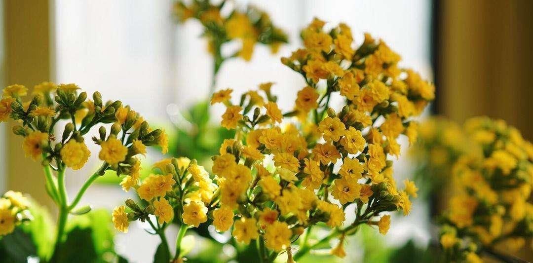 夏天|夏天偏爱长寿花,花开满园需要这样做