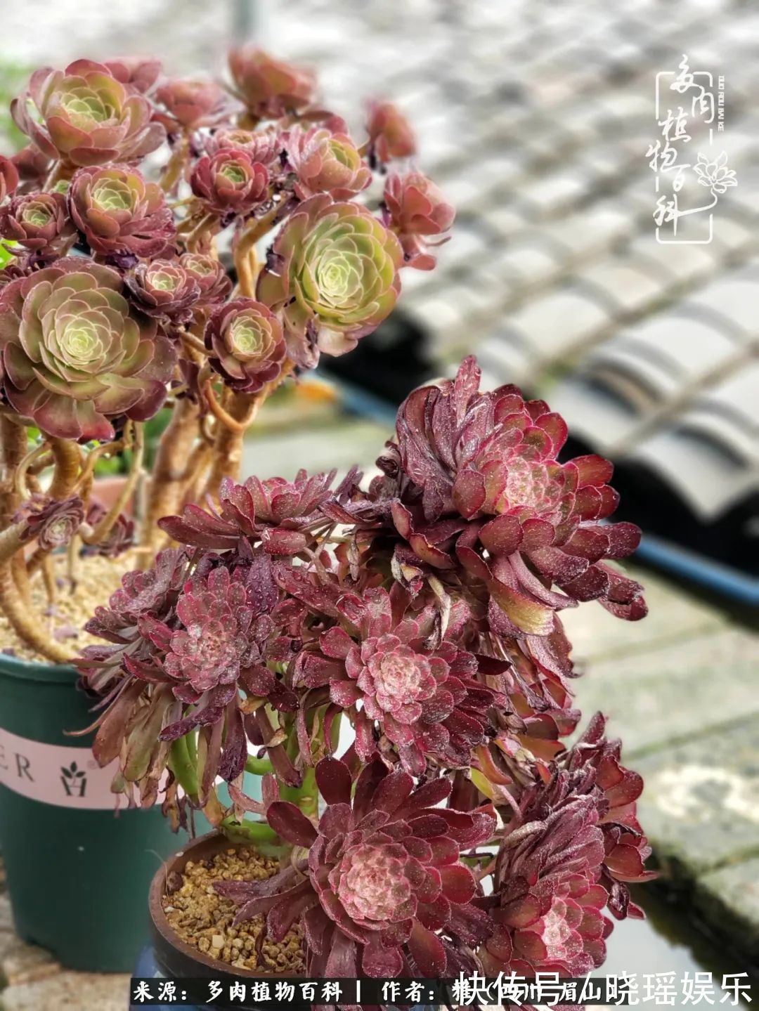 万圣节|养多肉六年,从痴迷到佛系,世事漫随流水,唯有喜爱永恒!