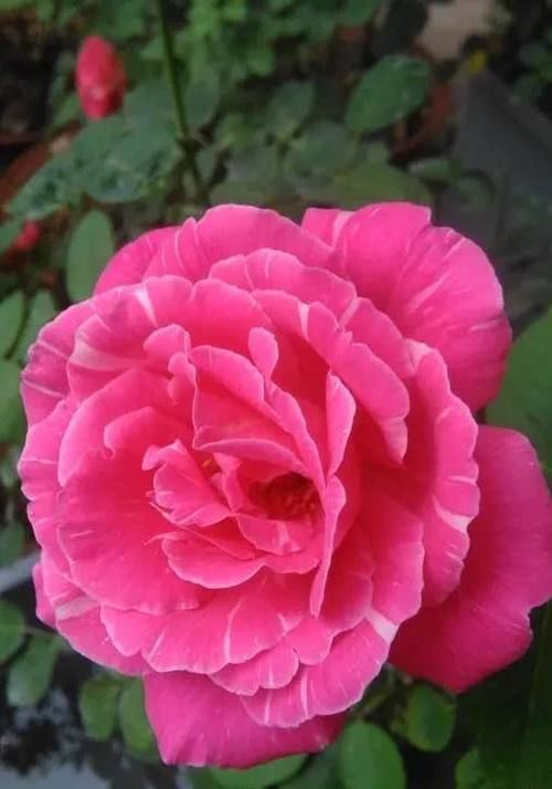 有什么好看的花可以分享吗？