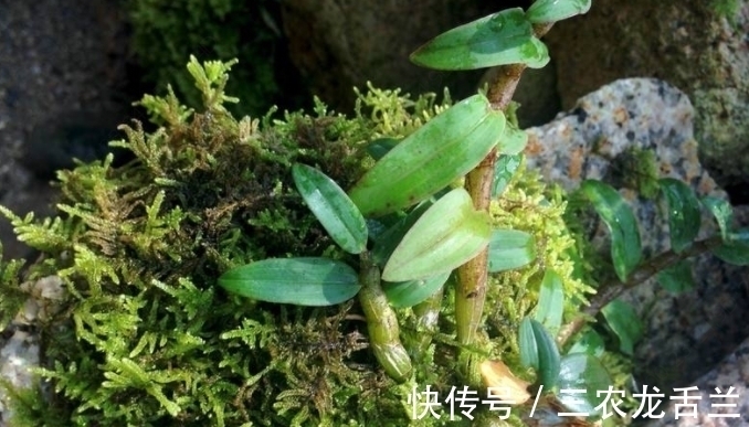 野草|农村一种不起眼的野草，以前经常拿来喂猪，现在要上千块一斤