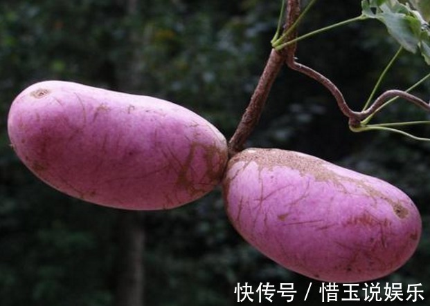 美容|深山里這種果實長得丑卻渾身是寶，補腎又美容，男女都愛吃！