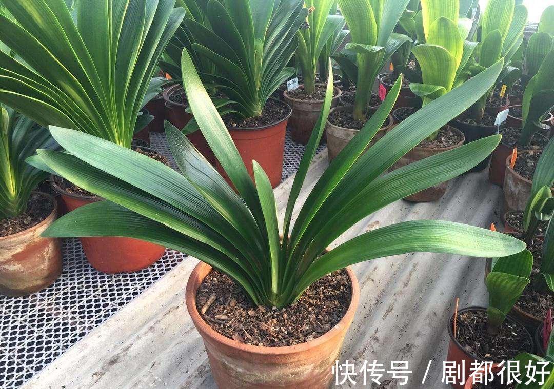 秋天养君子兰，“死记硬背”四大原则，冬天大爆花，花箭拔得多