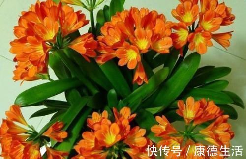 君子兰总黄叶教你这样养,叶子挺拔如折扇,又肥又绿