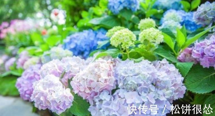 凤仙花|夏天养花,不妨养这四款花,盛开时繁花似锦,花色美轮美奂