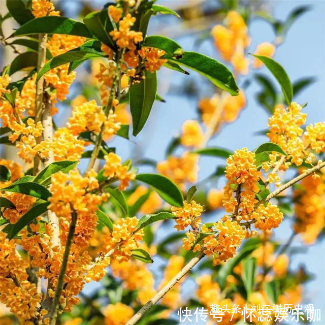 桂花树|“四树进宅，镇宅旺财”，这4种吉祥植物家里一定要有一盆