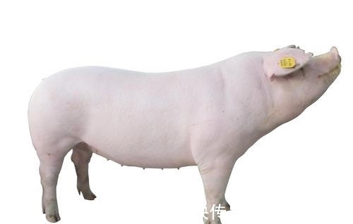 香口胶|12个有趣得到验证的冷知识