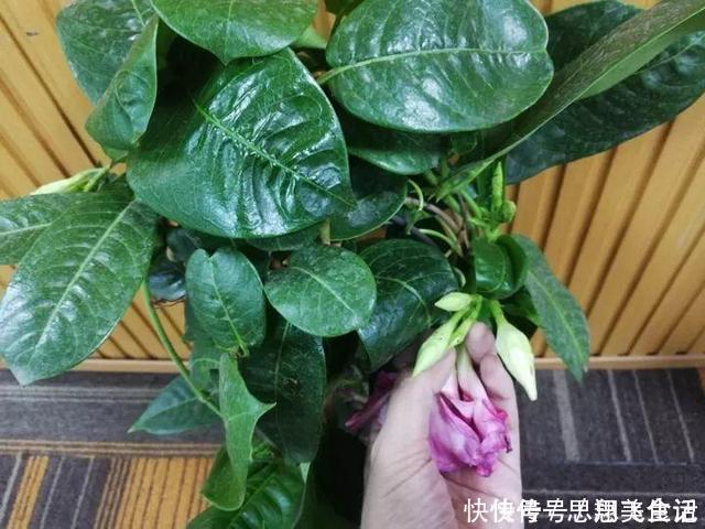 花苞|这花一开就是大半年,枝条沾水就活,根比萝卜还粗