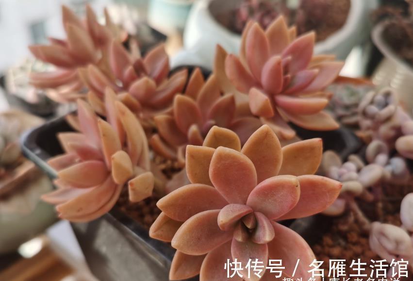 姬胧月|刚开始养多肉的“小白”，试试此6个品种，养过的肉友都说忒好养