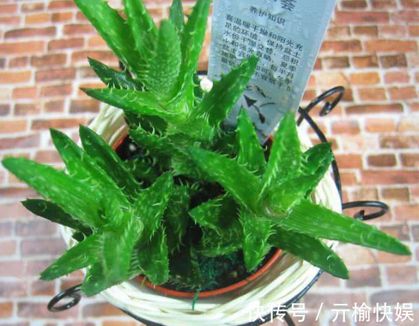 芦荟总是长不大只需要注意3大点,芦荟叶片肥厚长势好