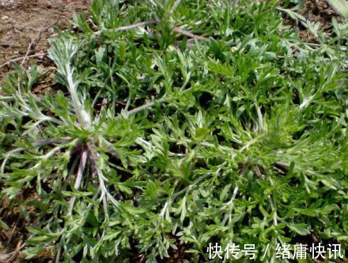 延缓衰老|女性总是皱纹太多多吃此菜,补充气血,缓解痛经,远离妇科炎症