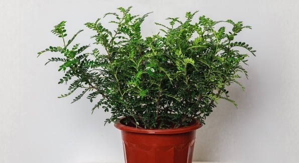 食醋是花卉的保护剂,杀菌消毒又抗病,叶绿花多还茂盛