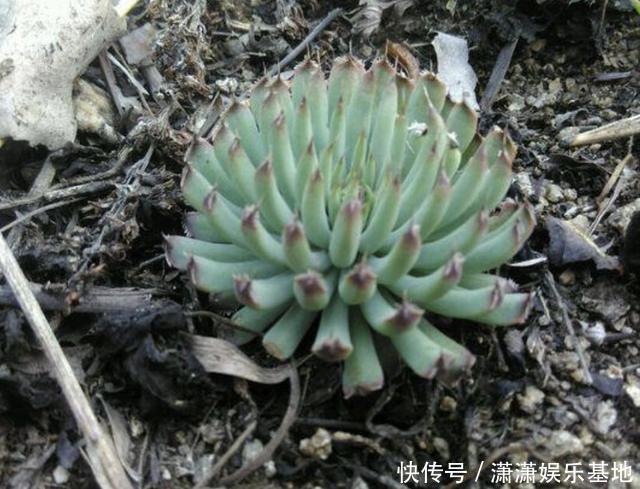 1种“无根草”,长在瓦房上,别去“拔掉”,看见要保护起来!