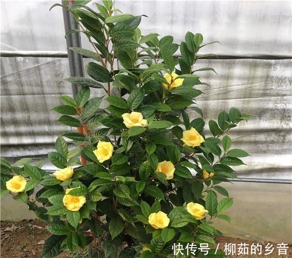 金花茶|此花的价值极高，营养丰富，花色艳丽，浓香四溢，即漂亮又好养！