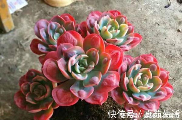 9种多肉,贵且难养,怕晒怕淋爱秃长,买了多半成鸡肋