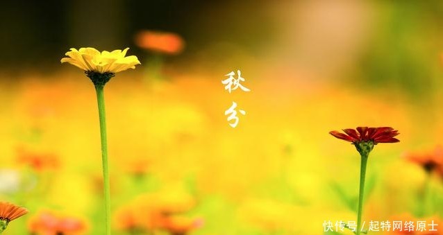 近岸|秋分前后钓鱼,想爆护一点都不难,老钓手都爱这样钓,你也可以