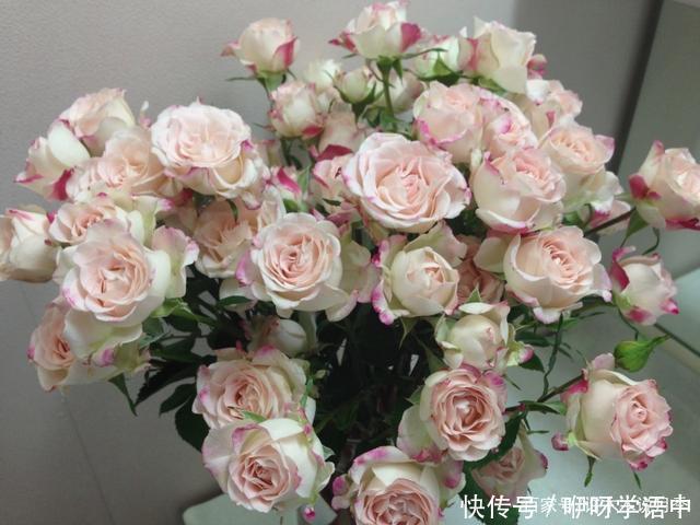 粉色|5款唯美粉色月季。美人如玉粉妆琢,粉色娇羞白如雪。抗病好养