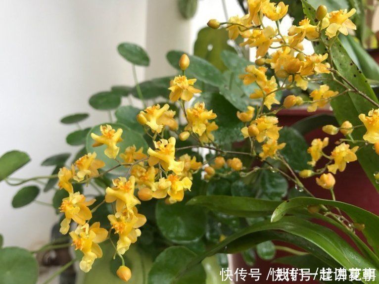 4种花别用土养,一浇水就烂根,最后1种很神奇,倒挂空中也开花