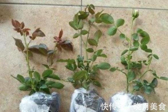 月季枝条不够壮开花少,该怎么办呢