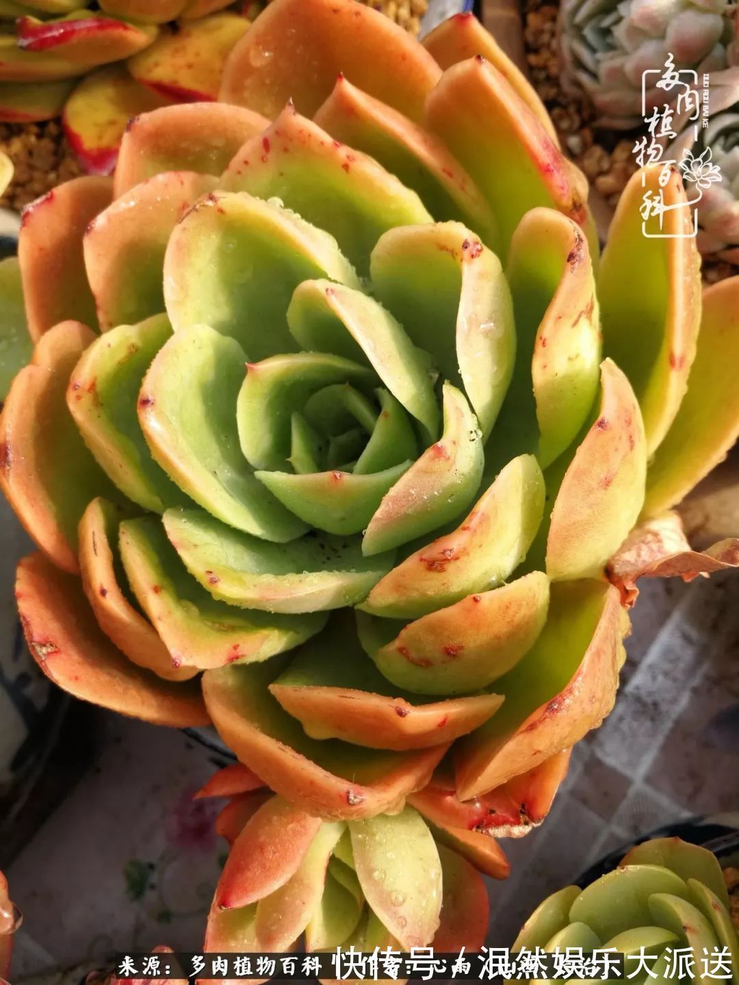 蚧壳虫|为肉痴狂!多肉植物也会用最美的容颜报答我们的勤劳付出!