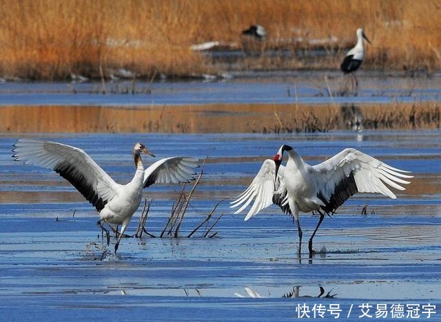 爷爷是中国第一代守鹤人，女儿和儿子因丹顶鹤牺牲，孙女接力守鹤