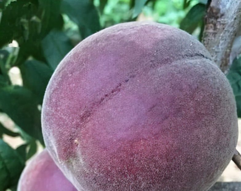 养生|春节过后是家人养生黄金期,多吃3种鸿运果,寓意健康如意