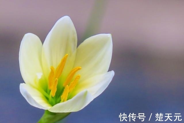 巨蟹座|8月,真爱降临,爱情展开怀抱,从此许下誓言,相守一生