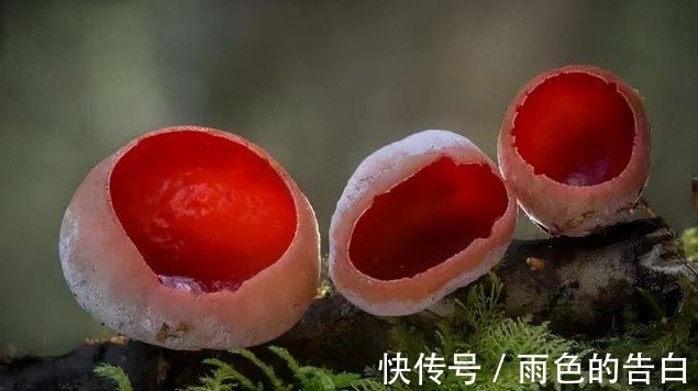 一颗柿饼也能惊爆味蕾，被称为“肉杯”，估计许多人都没有见过