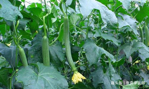 李医师|女人气血不足常吃以下食物,补血养血,面色红润,吃了都说好