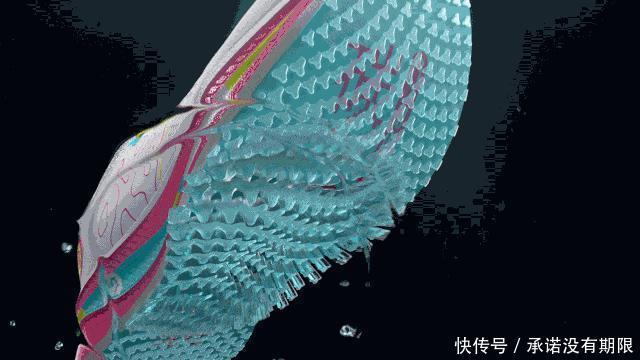 关于碳板跑鞋你了解吗为什么它能那么快，还那么贵