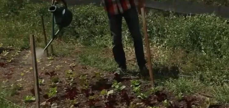 家禽|叶子带齿的这种野草,农民拿去喂家禽,价值极高人称“百草之王”