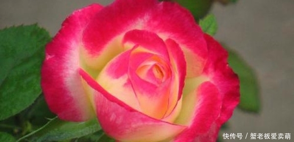 月季花|要养月季,推荐这9个品种,开花多多,又美又香,一年四季有花赏