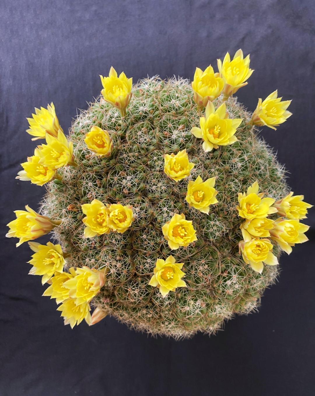 风雨兰|从养花大神家，偷来3个爆花技巧，快学，24小时后删