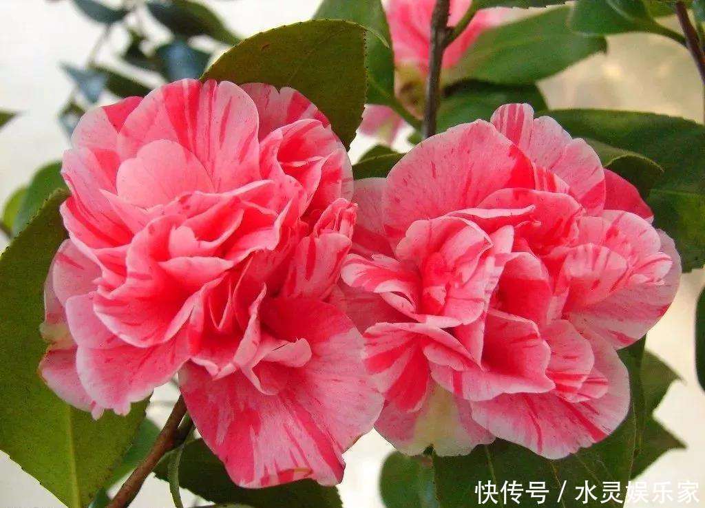 往下数|花谢后做这一步,3天窜8个芽,一个月就爆盆!