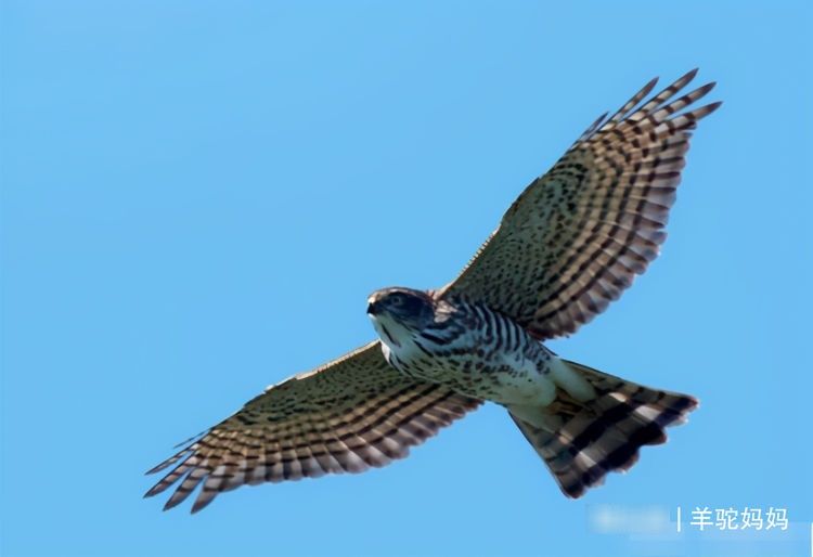 孩子|5年级男孩因发现“农夫山泉”错误，获万元奖励，爱较真的娃太帅