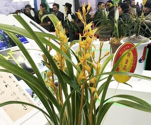 金黄|花叶俱赏的兰花,花色金黄,香味扑鼻,叶片线艺明显,值得入手