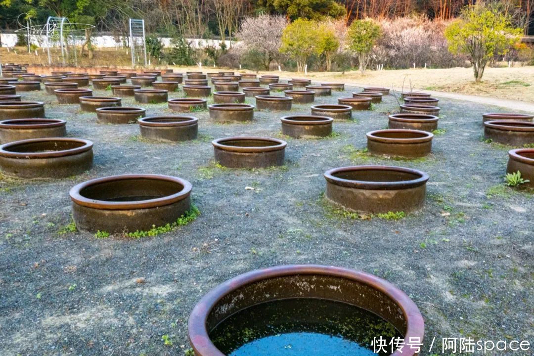 老年|刚发现植物园里有这么多腌咸菜的水缸，原来它们另有用处