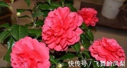 开花花|4种“好养花”,随便一养就爆盆,惹人喜爱,可全年循环开花