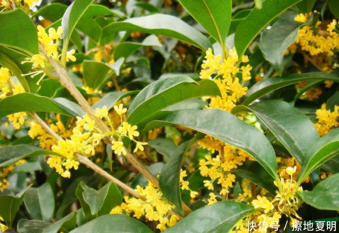 养桂花也需要技巧,掌握这些要点,才能四季油绿,开花香满屋